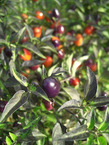 Capsicum annuum 'Purple delight'