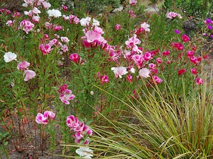 Clarkia amonea