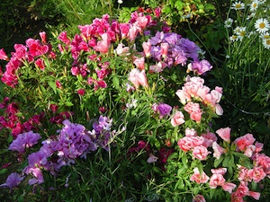 Clarkia amonea