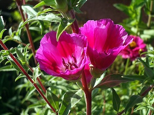 Clarkia amonea