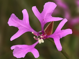 Clarkia pulchella