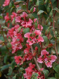 Clarkia unguiculata 'Salmon Princess'