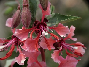Clarkia unguiculata
