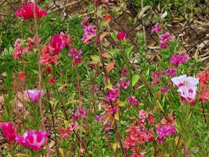 Clarkia unguiculata et Clarkia amoena
