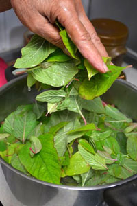 Blanchiement des feuilles d'amarante dans l'eau bouillante