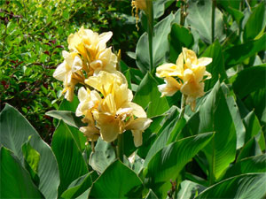 Cannas jaunes