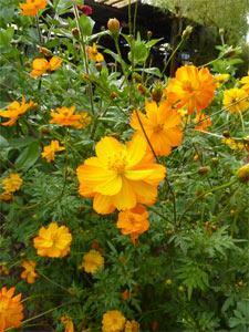 Cosmos sulphureus