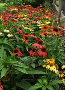 Echinacea Cheyenne Spirit