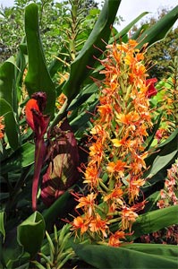 Hedychium coccineum