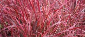 Pennisetum rubrum Fireworks