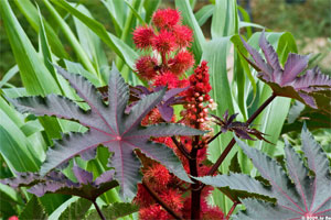 Ricin commun - ricinus communis