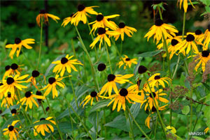 Rudbeckia sullivanti 'Goldstrum'