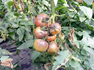 https://media.gerbeaud.net/2012/08/tomates-mildiou.jpg