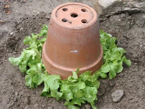 Blanchiment de salade sous cloche