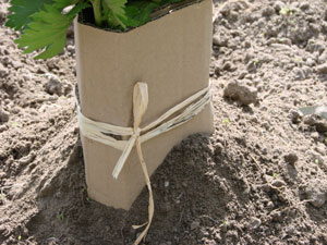 Blanchir les légumes du potager