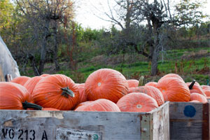 Courges dans des caisses
