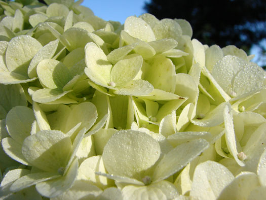 Hydrangea macrophylla 'Mme Emile Mouillère'