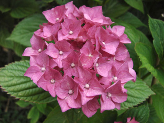  Hydrangea macrophylla, cultivar