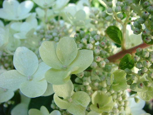 cliquez pour voir la suite Hydrangea paniculata 'Phantom'