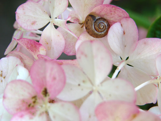 cliquez pour voir la suite Hydrangea paniculata 'Vanille Fraise'