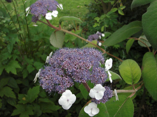 cliquez pour voir la suite Hydrangea sargentiana