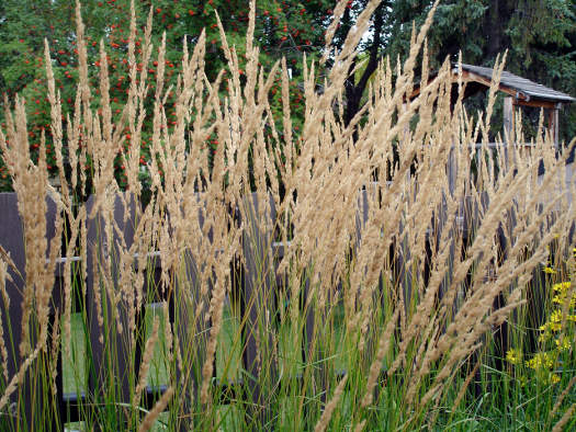 Calamagrostis x acutiflora