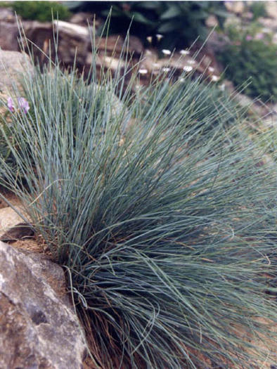 Festuca glauca