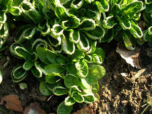 M&acirc;che - Coquille de Louviers