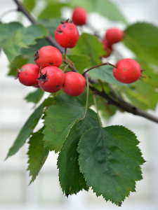Crataegus x durobrivensis