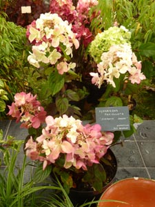 Hydrangea Diamant rouge
