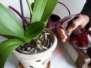 Orchidée Phalaenopsis : trucs et astuces