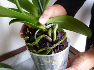 Orchidee Phalaenopsis Trucs Et Astuces