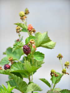 Rubus Reuben