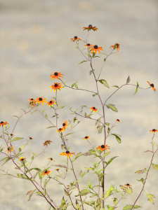 Rudbeckia triloba Prairie Glow