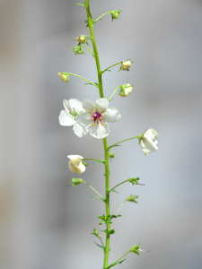 Verbascum blattaria v. album