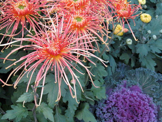 Le chrysanthème araignée