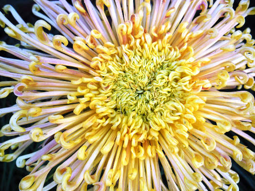 Le soleil du guerrier