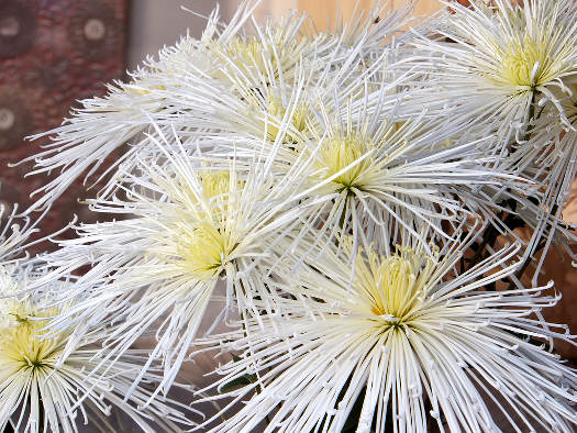 Symbole de l'empire du Soleil Levant