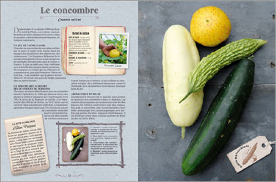 Le meilleur du potager