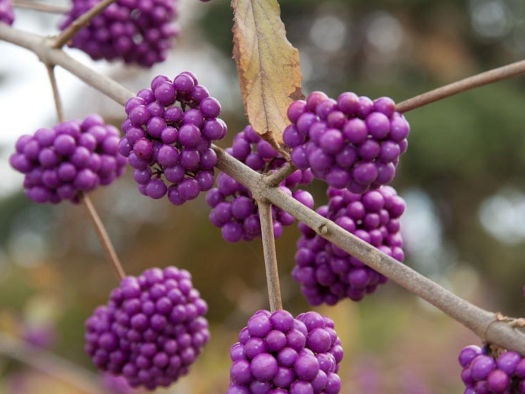 Callicarpa