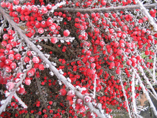 Cotoneaster