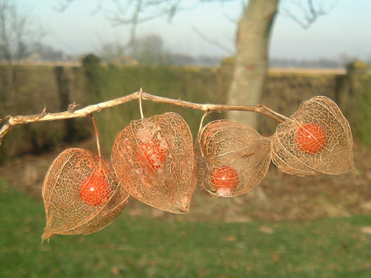 Physalis