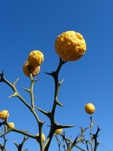 cliquez pour voir la suite Poncirus trifoliata