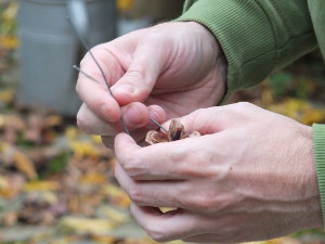 Attache dans la pomme de pin