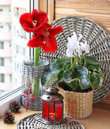 Amaryllis et cyclamen