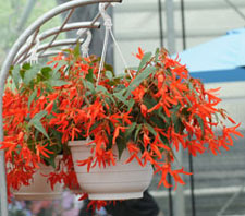 Begonia retombant Sunset