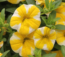 Calibrachoa Superbells Lemon Slice