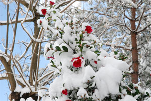 Camelia sasanqua sous la neige