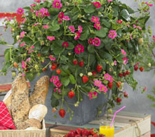 Fraisier toscana fragaria