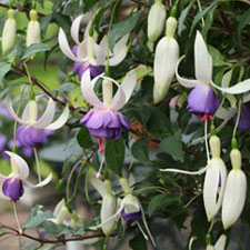 Fuchsia Delta Sarah